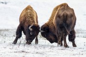 Elanets_Steppe001